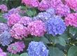 Hortensie ( Hydrangea - Macrophylla )