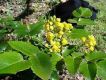 Mahonie ( Mahonia aquifolium )